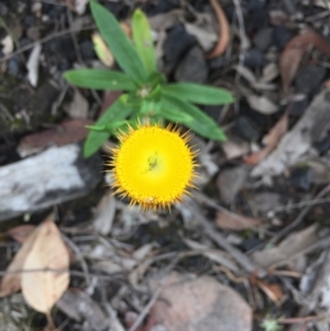 Coronidium oxylepis subsp. lanatum at Acton, ACT - 31 Jan 2021 10:17 AM