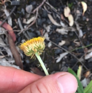 Coronidium oxylepis subsp. lanatum at Acton, ACT - 31 Jan 2021