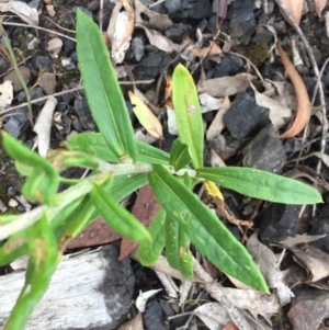 Coronidium oxylepis subsp. lanatum at Acton, ACT - 31 Jan 2021