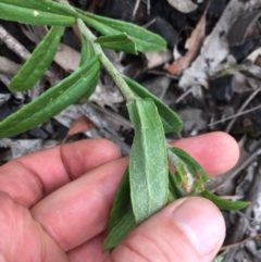 Coronidium oxylepis subsp. lanatum at Acton, ACT - 31 Jan 2021 10:17 AM