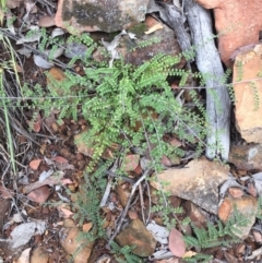 Bossiaea buxifolia (Matted Bossiaea) at ANBG South Annex - 30 Jan 2021 by WalterEgo