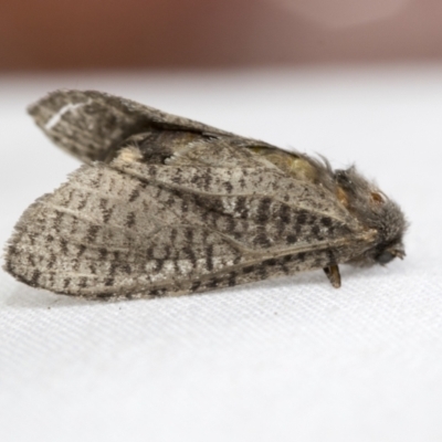 Trigonocyttara clandestina (Less-stick Case Moth) at Hawker, ACT - 29 Jan 2021 by AlisonMilton