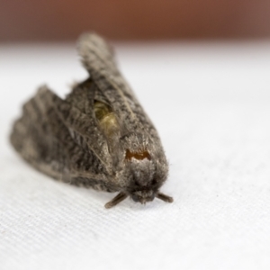 Trigonocyttara clandestina at Hawker, ACT - 30 Jan 2021