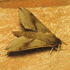 Hippotion scrofa at Kambah, ACT - 25 Jan 2021 08:02 AM