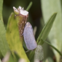 Anzora unicolor (Grey Planthopper) at Higgins, ACT - 29 Jan 2021 by AlisonMilton