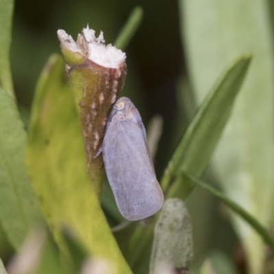 Anzora unicolor (Grey Planthopper) at Higgins, ACT - 30 Jan 2021 by AlisonMilton