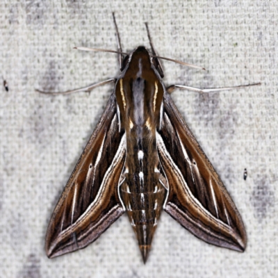 Hippotion celerio (Vine Hawk Moth) at O'Connor, ACT - 30 Jan 2021 by ibaird