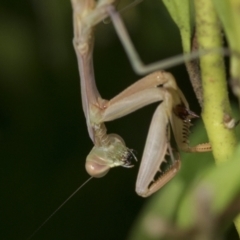 Pseudomantis albofimbriata (False garden mantis) at Higgins, ACT - 30 Jan 2021 by AlisonMilton