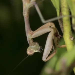 Pseudomantis albofimbriata at Higgins, ACT - 30 Jan 2021