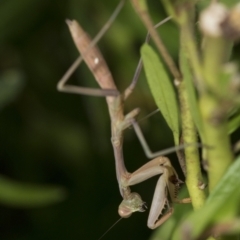 Pseudomantis albofimbriata at Higgins, ACT - 30 Jan 2021