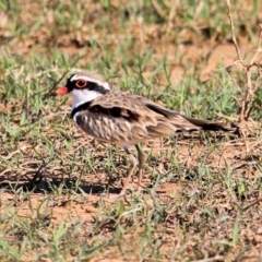 Charadrius melanops (Black-fronted Dotterel) at Ebden, VIC - 30 Jan 2021 by Kyliegw
