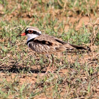 Charadrius melanops (Black-fronted Dotterel) at Ebden, VIC - 30 Jan 2021 by Kyliegw