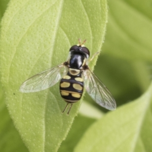 Simosyrphus grandicornis at Higgins, ACT - 30 Jan 2021