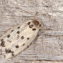 Ericibdela delotis (A Concealer moth) at Melba, ACT - 19 Jan 2021 by kasiaaus