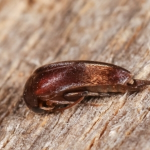 Mordellidae (family) at Melba, ACT - 19 Jan 2021 12:53 AM