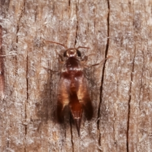 Mordellidae (family) at Melba, ACT - 19 Jan 2021 12:53 AM