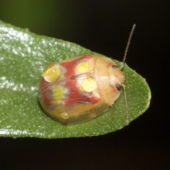 Paropsisterna gloriosa (Glorious eucalyptus leaf beetle) at Higgins, ACT - 30 Jan 2021 by AlisonMilton