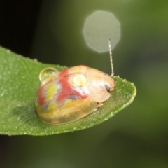 Paropsisterna gloriosa at Higgins, ACT - 30 Jan 2021