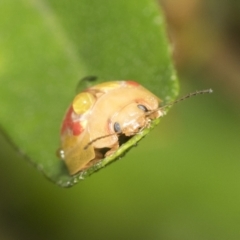 Paropsisterna gloriosa at Higgins, ACT - 30 Jan 2021