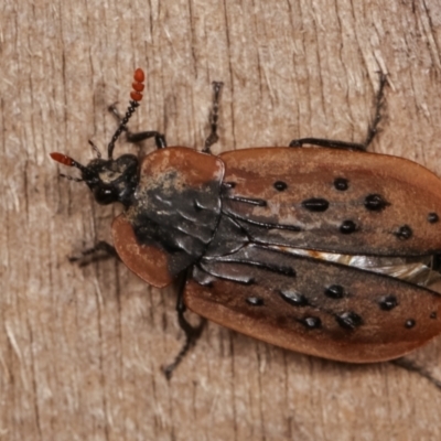 Ptomaphila lacrymosa (Carrion Beetle) at Melba, ACT - 19 Jan 2021 by kasiaaus