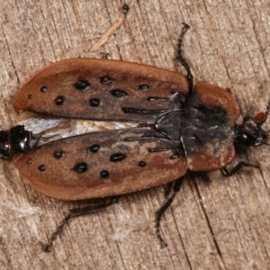 Ptomaphila lacrymosa at Melba, ACT - 19 Jan 2021 12:51 AM