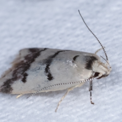 Compsotropha strophiella (A Concealer moth) at Melba, ACT - 18 Jan 2021 by kasiaaus