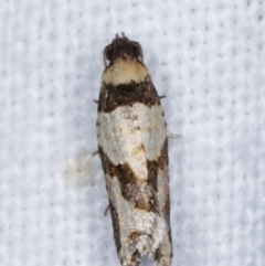 Clarana clarana (A Tortricid moth) at Melba, ACT - 18 Jan 2021 by kasiaaus