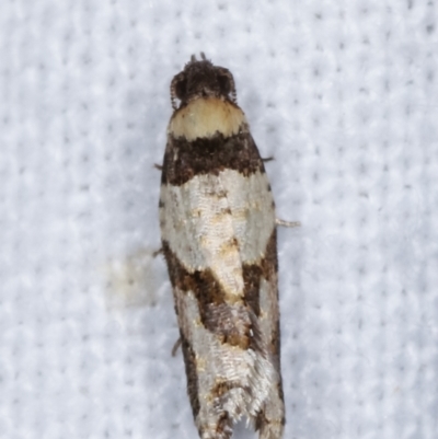 Clarana clarana (A Tortricid moth) at Melba, ACT - 18 Jan 2021 by kasiaaus