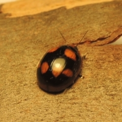 Paropsisterna beata at Paddys River, ACT - 12 Dec 2020