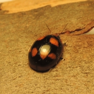 Paropsisterna beata at Paddys River, ACT - 12 Dec 2020