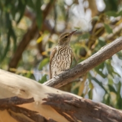 Oriolus sagittatus (Olive-backed Oriole) at Mount Majura - 30 Jan 2021 by trevsci