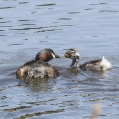 Tachybaptus novaehollandiae (Australasian Grebe) at Gungahlin, ACT - 25 Jan 2021 by AlisonMilton