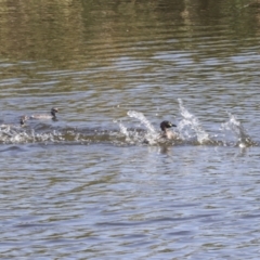 Tachybaptus novaehollandiae at Gungahlin, ACT - 25 Jan 2021