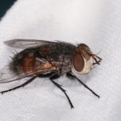 Rutilia (Chrysorutilia) sp. (genus & subgenus) at Melba, ACT - 18 Jan 2021 by kasiaaus