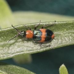 Dicranolaius bellulus (Red and Blue Pollen Beetle) at Higgins, ACT - 29 Jan 2021 by AlisonMilton
