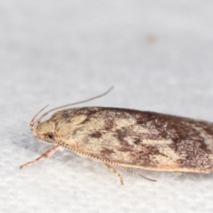 Garrha (genus) at Melba, ACT - 19 Jan 2021 01:01 AM