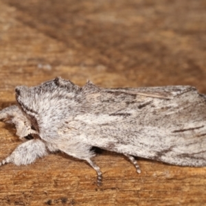 Destolmia lineata at Melba, ACT - 19 Jan 2021 01:08 AM