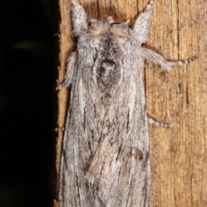 Destolmia lineata at Melba, ACT - 19 Jan 2021 01:08 AM