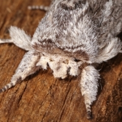 Destolmia lineata at Melba, ACT - 19 Jan 2021 01:08 AM