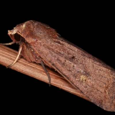 Diarsia intermixta (Chevron Cutworm, Orange Peel Moth.) at Melba, ACT - 18 Jan 2021 by kasiaaus
