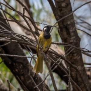 Nesoptilotis leucotis at Majura, ACT - 30 Jan 2021