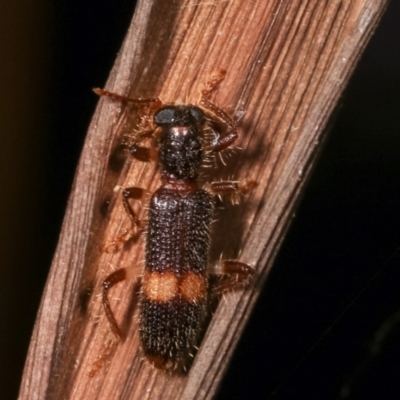 Opilo (genus) (Checkered beetle) at Melba, ACT - 19 Jan 2021 by kasiaaus