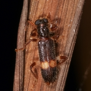 Opilo (genus) at Melba, ACT - 19 Jan 2021 01:14 AM