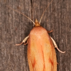 Wingia aurata at Melba, ACT - 19 Jan 2021 01:30 AM