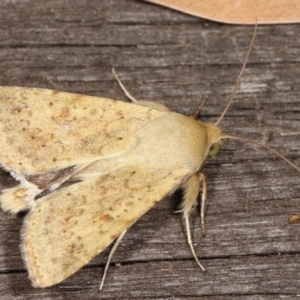 Helicoverpa (genus) at Melba, ACT - 19 Jan 2021 01:07 AM