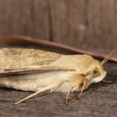 Helicoverpa (genus) at Melba, ACT - 19 Jan 2021