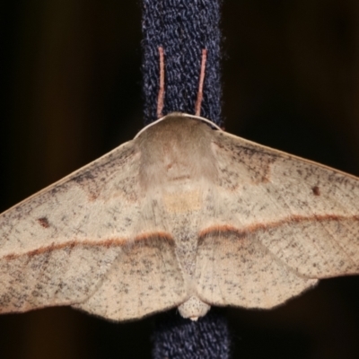 Antictenia punctunculus (A geometer moth) at Melba, ACT - 19 Jan 2021 by kasiaaus