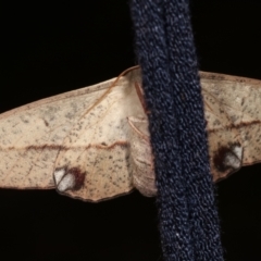 Antictenia punctunculus at Melba, ACT - 19 Jan 2021