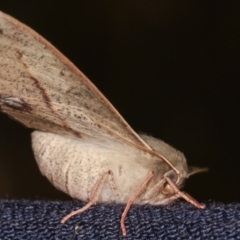 Antictenia punctunculus at Melba, ACT - 19 Jan 2021