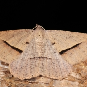 Isturgia penthearia at Melba, ACT - 19 Jan 2021 01:12 AM